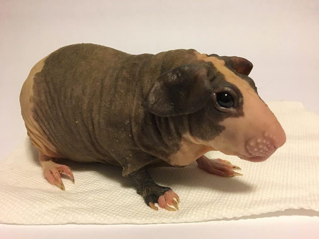 Baldwin Guinea Pigs