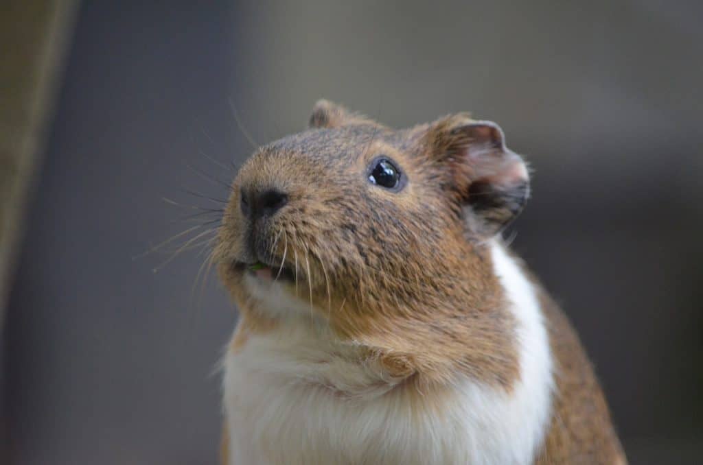 Do Guinea Pigs Have Whiskers