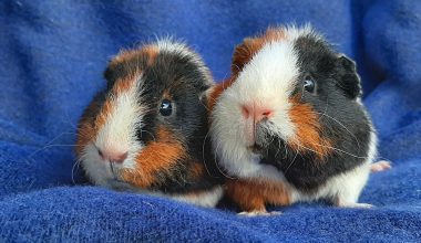 Do Guinea Pigs Have Whiskers