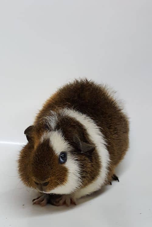Teddy Guinea Pig