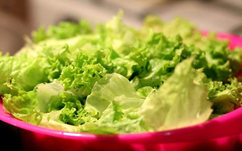 can guinea pigs eat lettuce