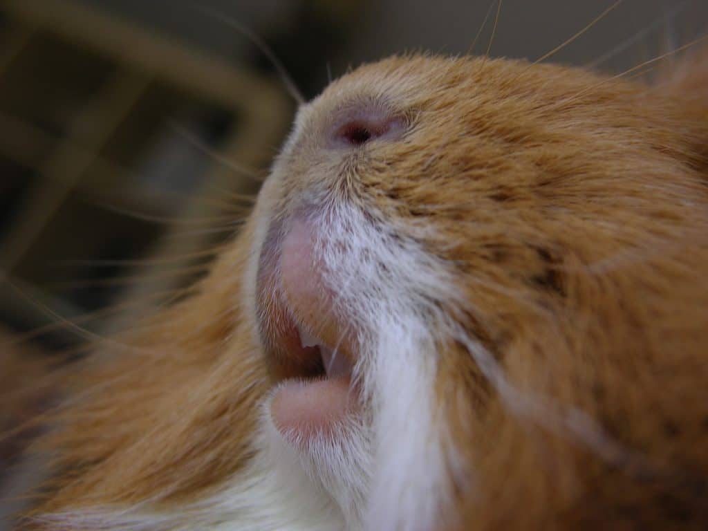 do guinea pigs have tongues