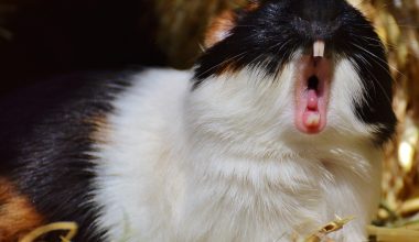 do guinea pigs have tongues