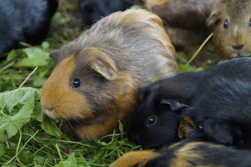 do guiinea pigs have nightmares