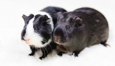 do guinea pigs have belly buttons