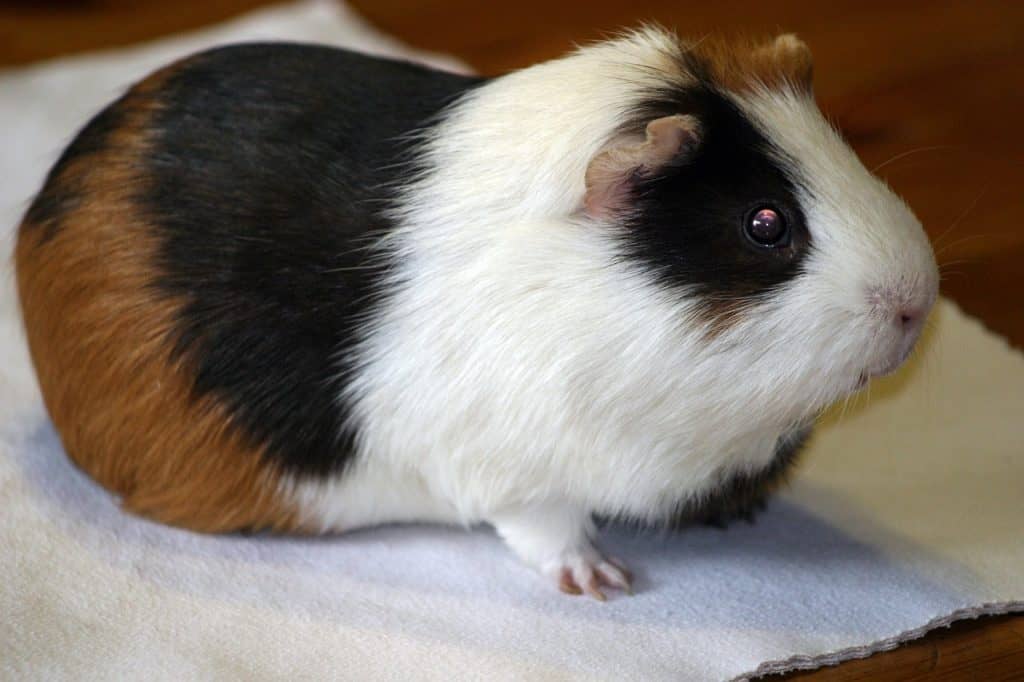 Can Guinea Pigs Eat Bananas
