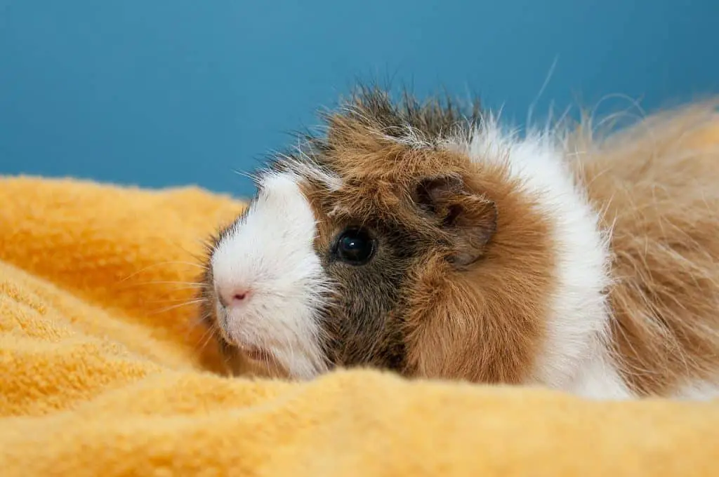 Teddy Guinea Pigs