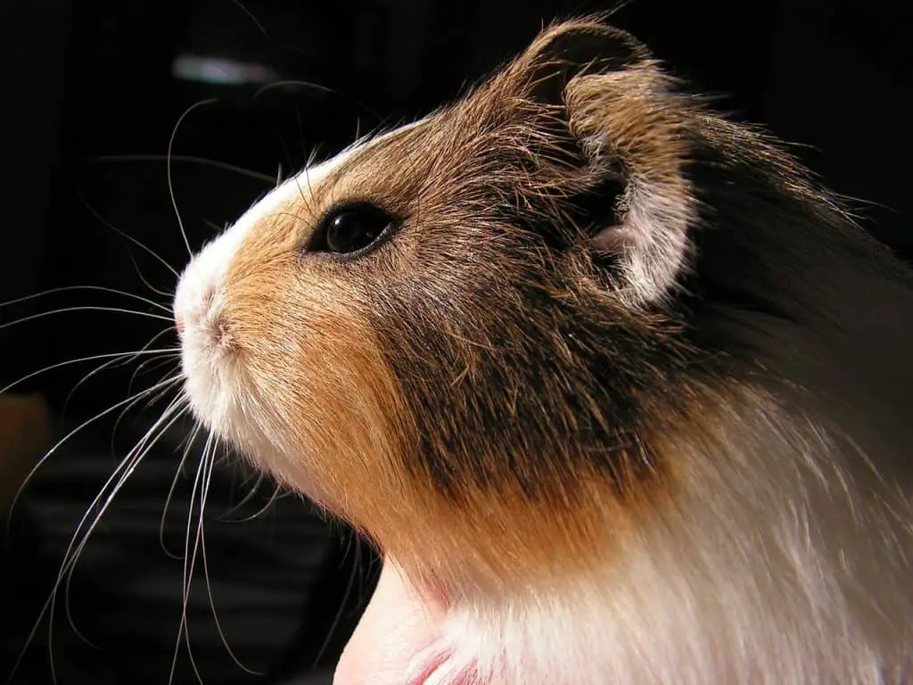 Do Guinea Pigs Have Eyelids