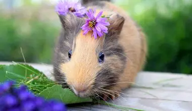 do guinea pigs have emotions