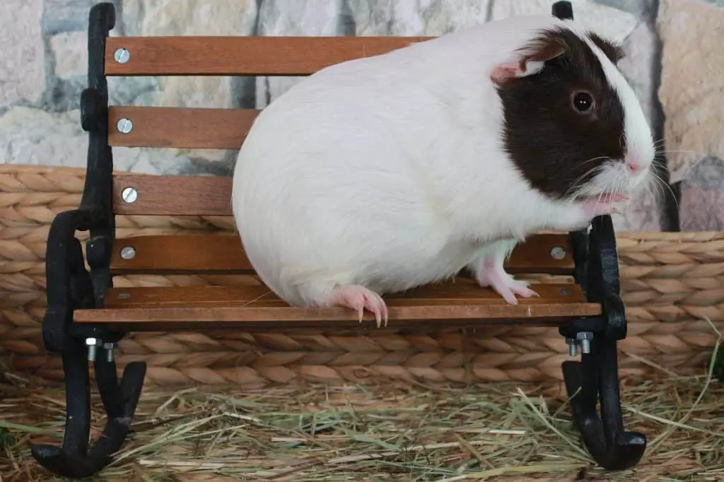 guinea pig anatomy