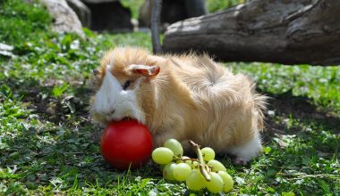 can guinea pigs eat radishes