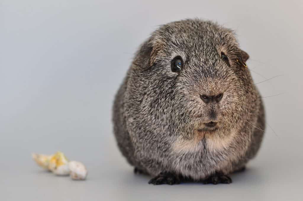 do guinea pigs have belly buttons