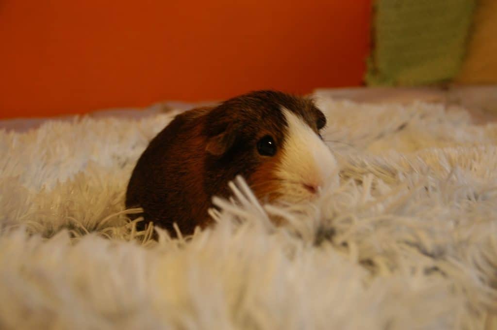 teddy guinea pig care guide