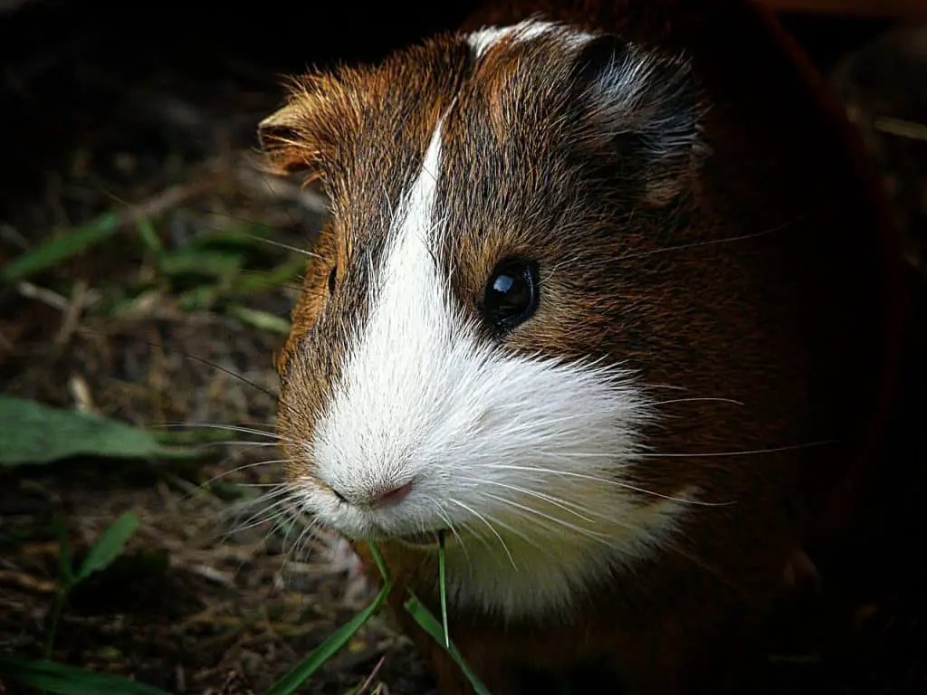 Do Guinea Pigs Have Whiskers