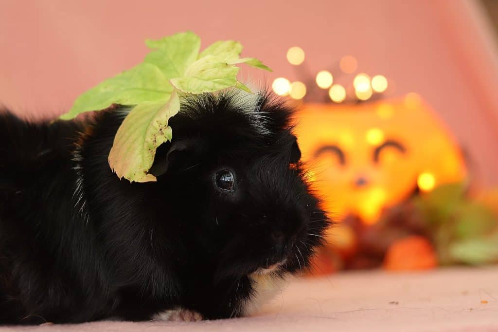 can guinea pigs eat lettuce