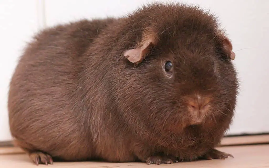 guinea pig anatomy
