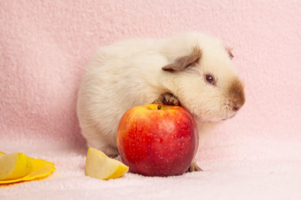 Can Guinea Pigs Eat Apples