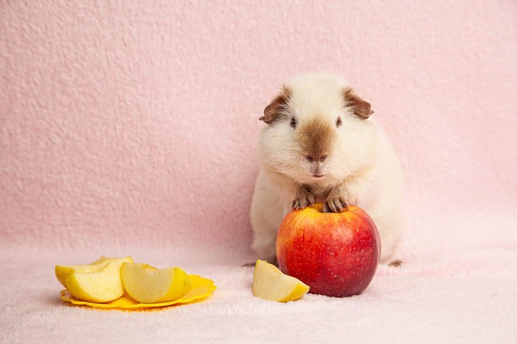Can Guinea Pigs Eat Apples