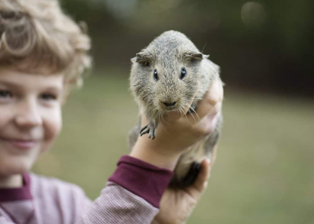 do guinea pigs have emotions