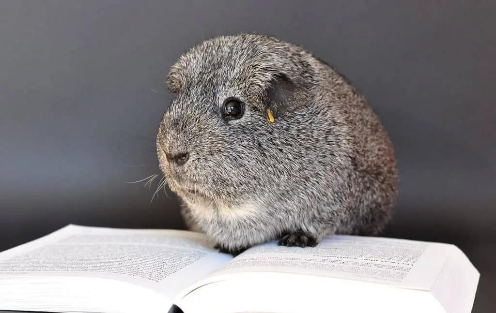 Can Guinea Pigs Eat Bananas