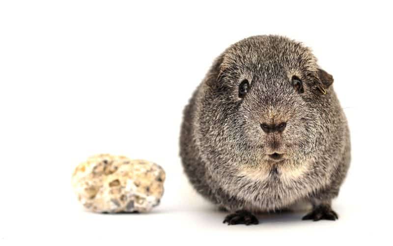 Can Guinea Pigs Eat Garlic