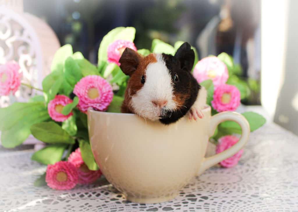 do guinea pigs have emotions