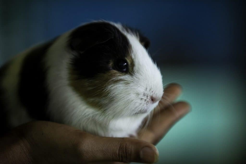 do guinea pigs have emotions