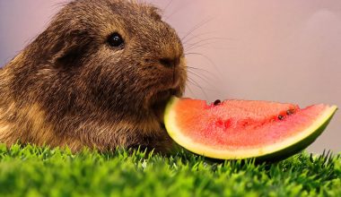 can guinea pigs eat watermelon