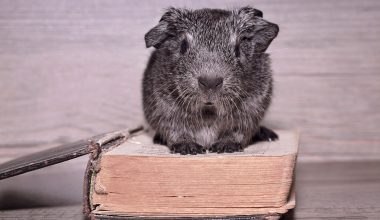 Do Guinea Pigs Have Good Memory
