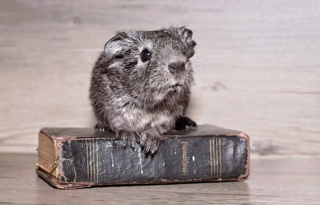 Do Guinea Pigs Have Good Memory