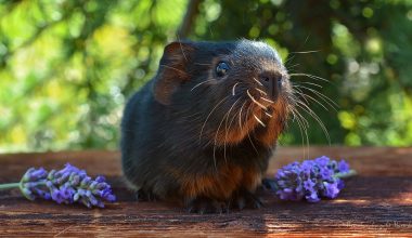 do guinea pigs have night vision