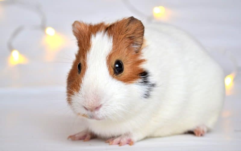 guinea pig anatomy