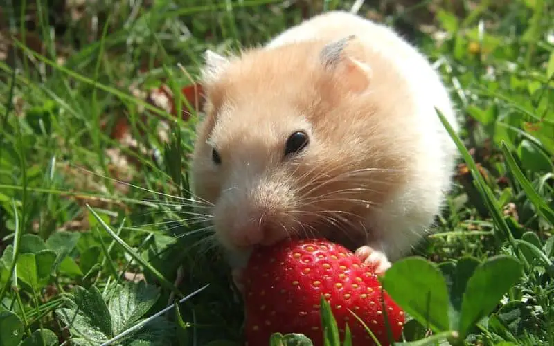 can guinea pigs eat strawberries