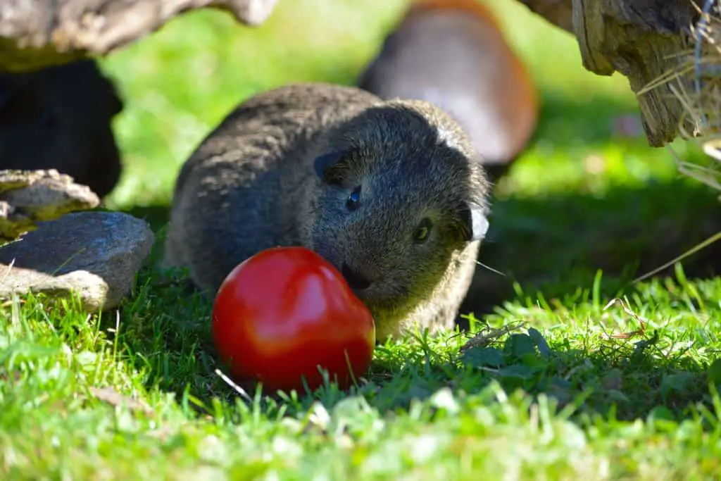 can guinea pigs eat tomatoes