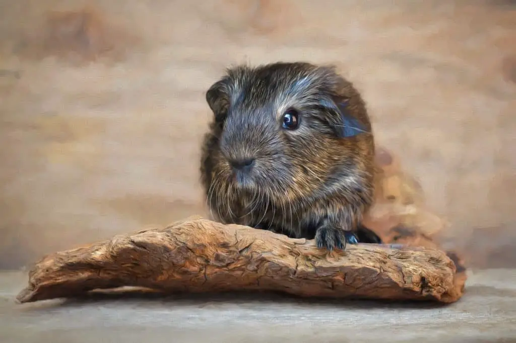 do guinea pigs have periods