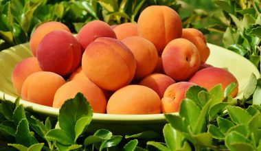 can guinea pigs eat peaches