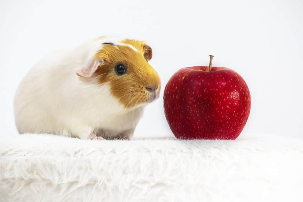 Can Guinea Pigs Eat Apples