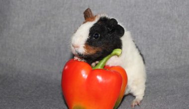 can guinea pigs eat bell peppers