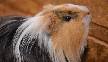 guinea pig years to human years