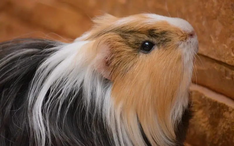 guinea pig years to human years