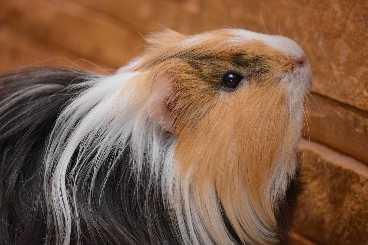 Calculate guinea pig age in human years (equivalence)