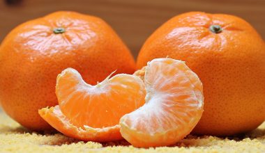 can guinea pigs eat oranges