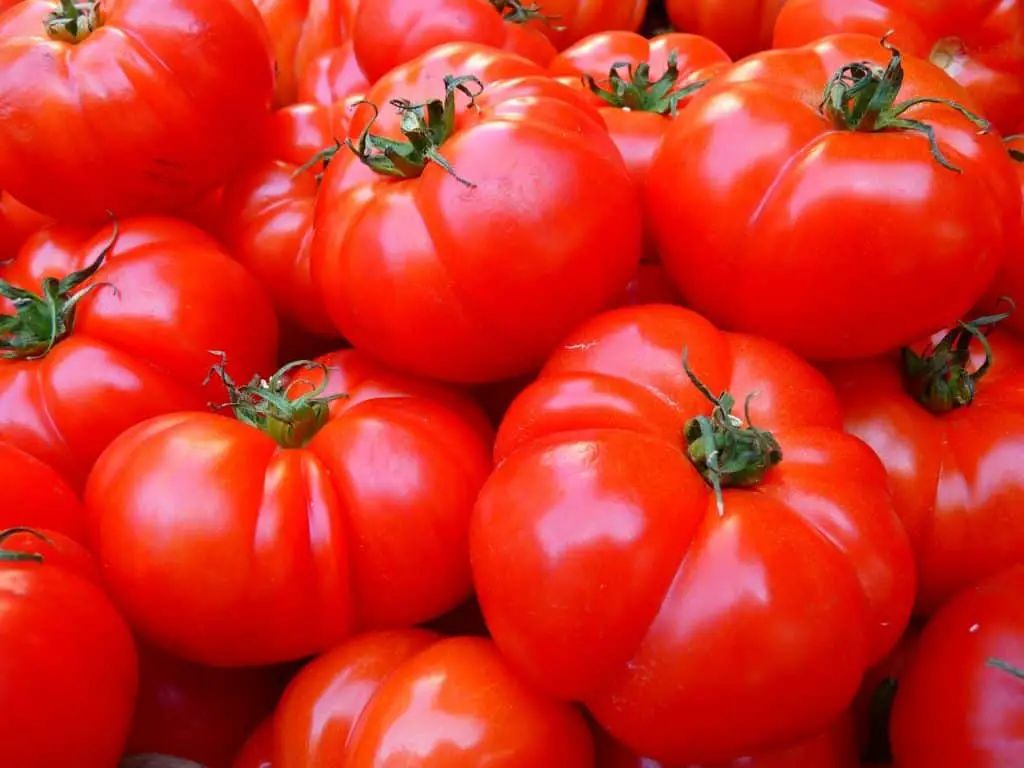 can guinea pigs eat tomatoes