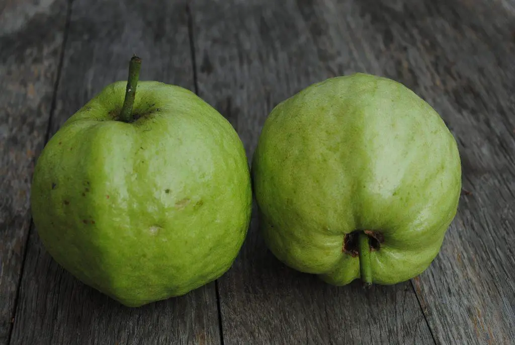 Can Guinea Pigs Eat Guava
