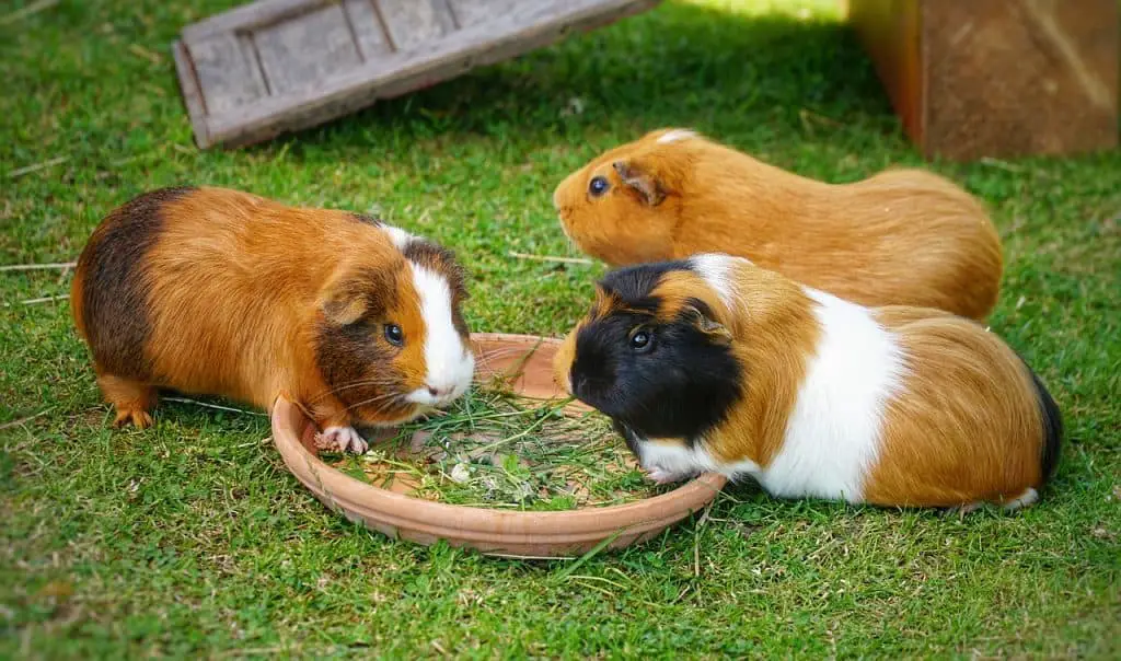 can guinea pigs eat oregano