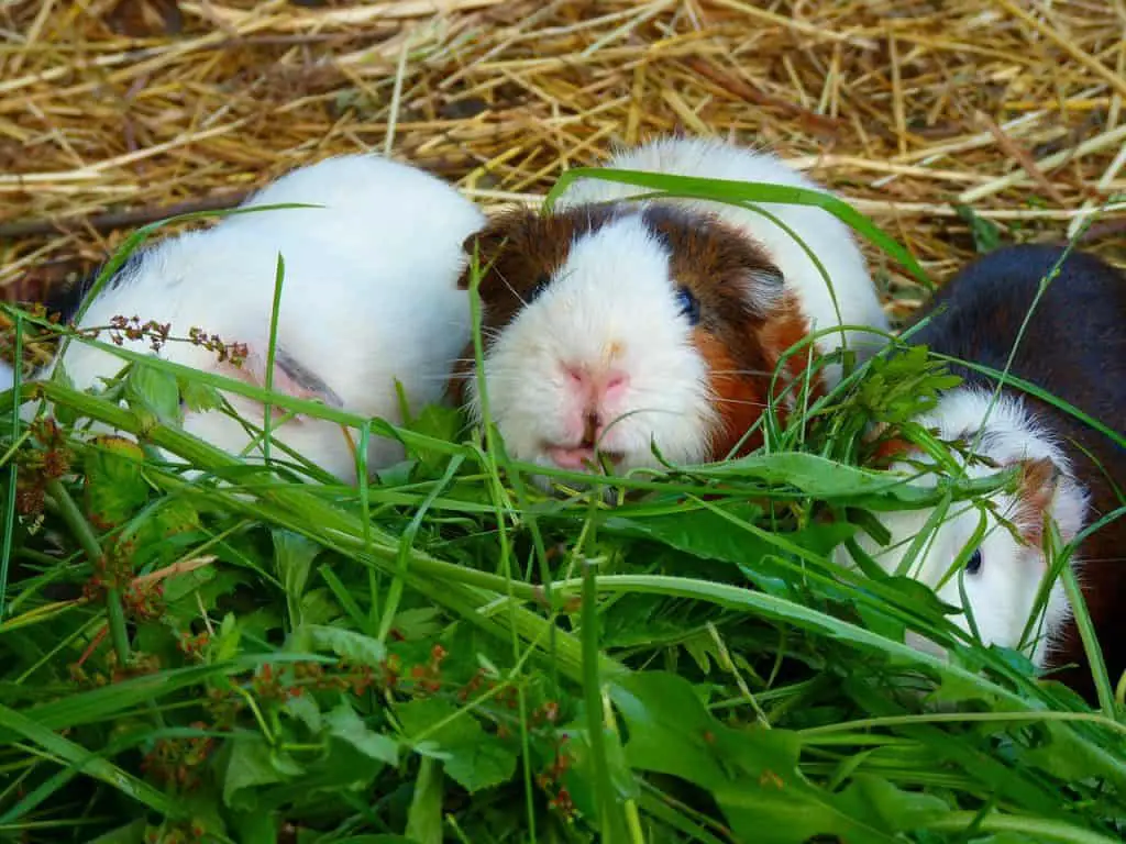 can guinea pigs eat oregano